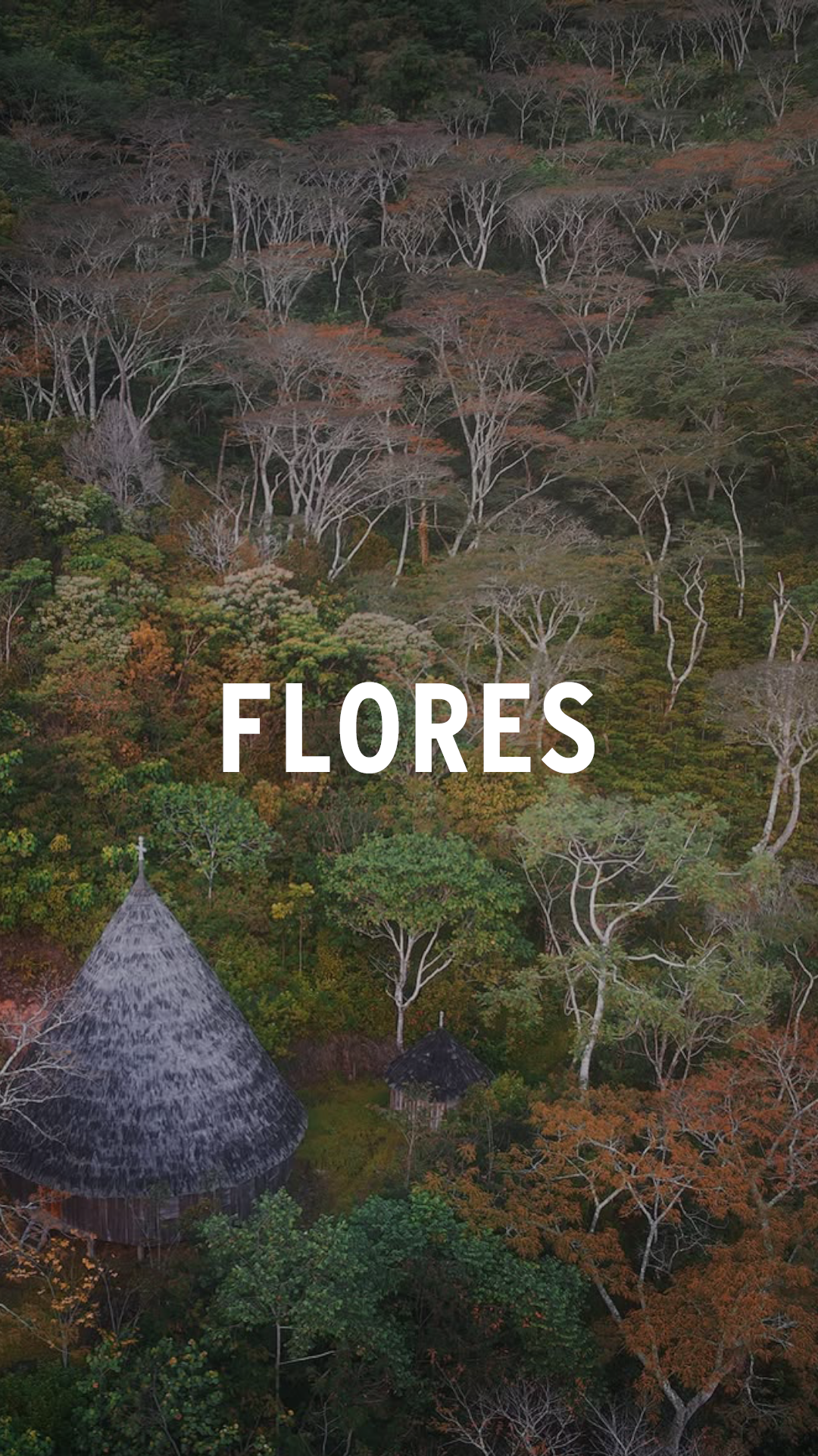 Flores
