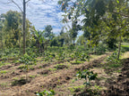 Your Coffee Tree