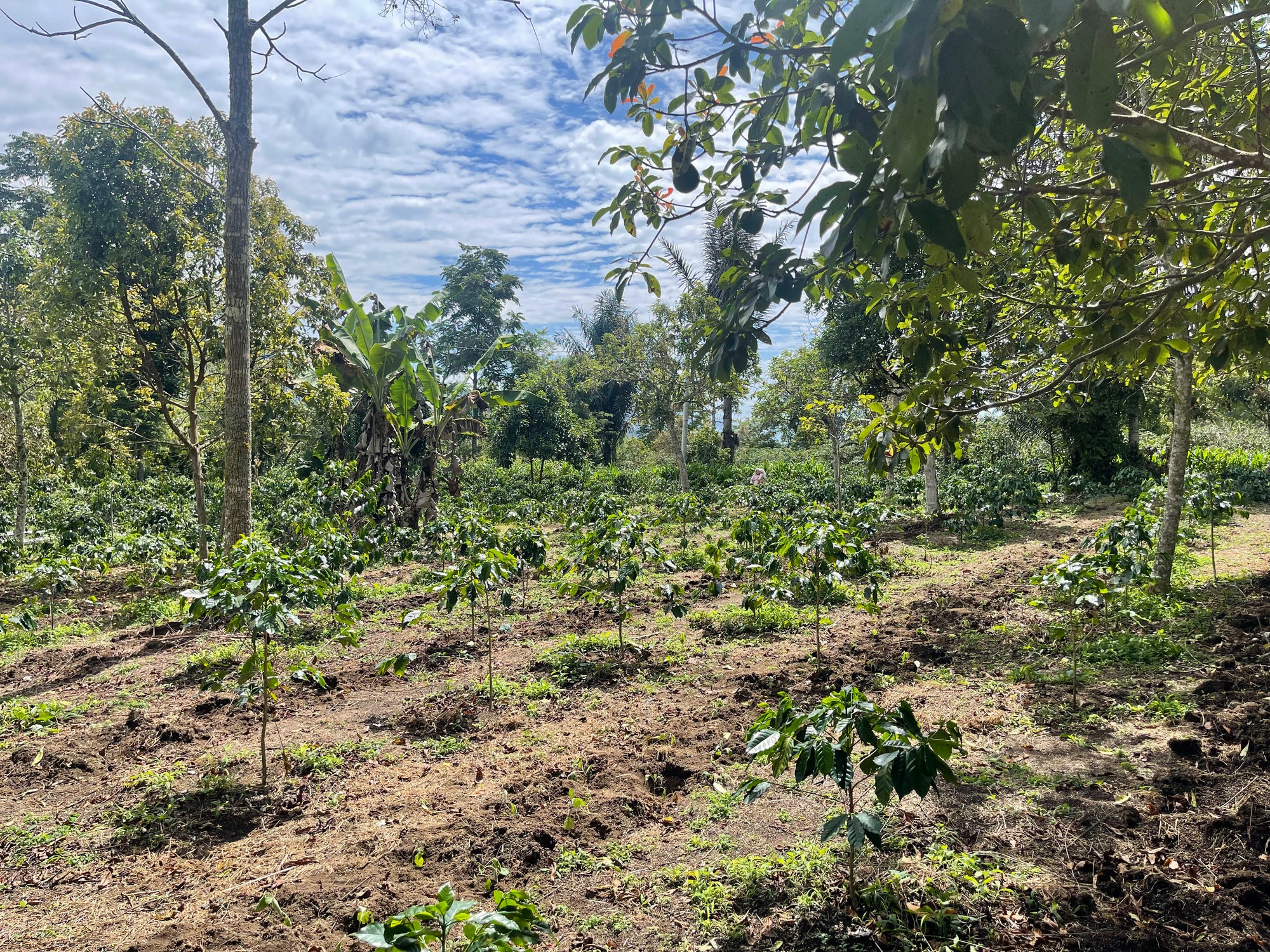 Your Coffee Tree
