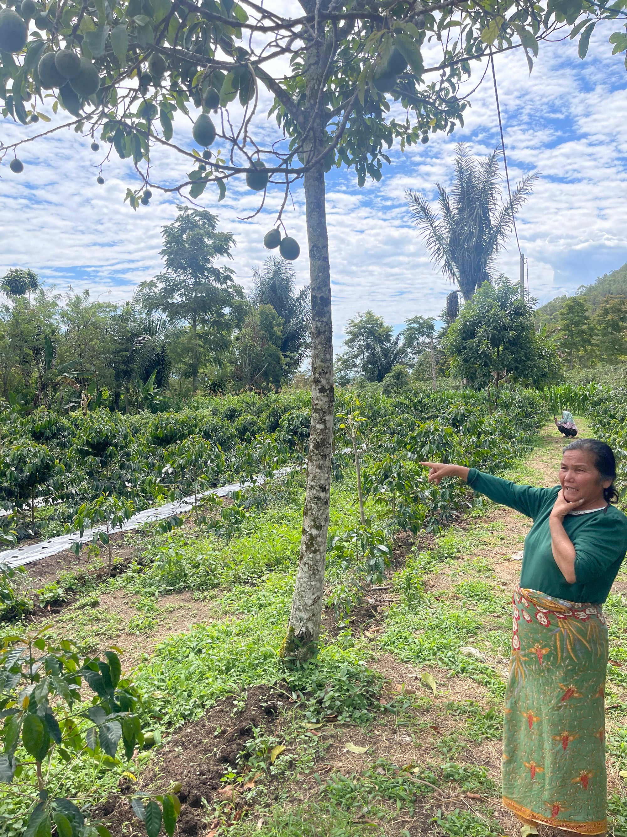 Your Coffee Tree