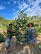 Your Coffee Tree